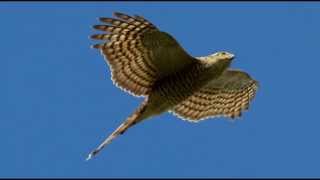 Sparrowhawk Bird Call Bird Song [upl. by Zehc542]