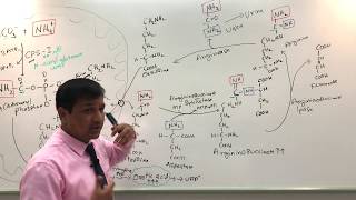 Urea Cycle and Urea Cycle Disorders [upl. by Anirrak845]