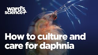 Caring and Culturing for Daphnia [upl. by Anahahs]