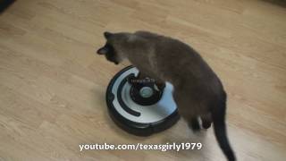 Cat shows HOW TO use iRobot Roomba Vacuum [upl. by Waldo]