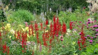 Gardening Tips amp Flowers  How to Grow Cardinal Flower Lobelia Cardinalis [upl. by Walcoff410]