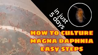 How to Culture Magna Daphnia Easily [upl. by Dill474]