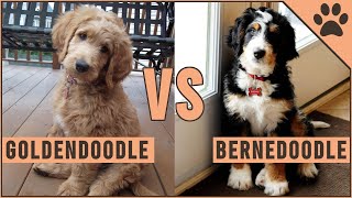 Goldendoodle vs Bernedoodle  Which Dog Is Better [upl. by Nilla]