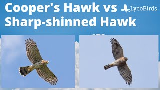 Cooper’s Hawk vs Sharpshinned Hawk  Raptor identification [upl. by Madonia]