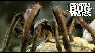 Tarantula Collection  MONSTER BUG WARS [upl. by Innoc]