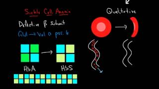 Hemoglobin and Hemoglobinopathies [upl. by Dleifrag362]