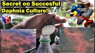 How to Culture Daphnia Successfully [upl. by Oriane]