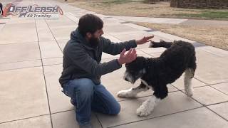 1 Year Old Bernedoodle  Best Bernedoodle Training Oklahoma  Board and Train [upl. by Anuahs101]