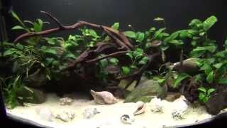 Planted Tanganyikan Cichlid Aquarium [upl. by Marice]