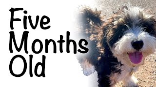 Moose at 5 months bernedoodle puppy update [upl. by Vanzant]