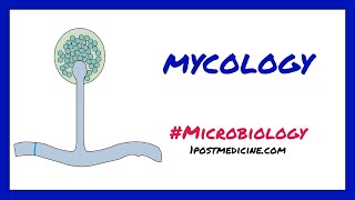 Introduction to Mycology  Microbiology [upl. by Raychel851]