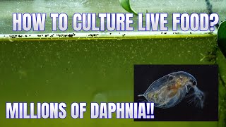 How to Culture Daphnia Secret Method to Breed MILLIONS  Simply Aquatic [upl. by Vasileior]