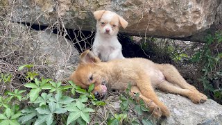 The cry for help of two dogs abandoned by their cruel owner on the side of the road and I saved them [upl. by Allwein789]