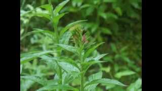 Plant portrait  Cardinal flower Lobelia cardinalis [upl. by Migeon679]