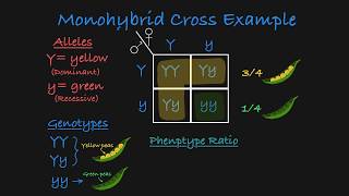 Monohybrid Cross Explained [upl. by Slerahc573]