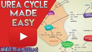 Urea Cycle Made Simple  Biochemistry Video [upl. by Loydie]