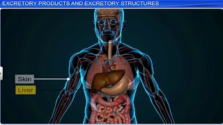 CBSE Class 11 Biology  Excretory Products and Their Elimination  Full Chapter  By Shiksha [upl. by Salesin]