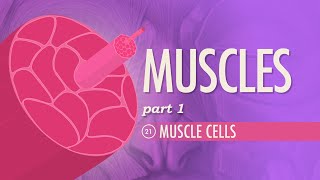 Muscles Part 1  Muscle Cells Crash Course Anatomy amp Physiology 21 [upl. by Raman]