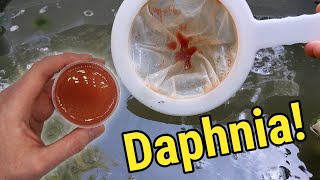 How I Culture Daphnia In Outdoor Tubs [upl. by Waugh]