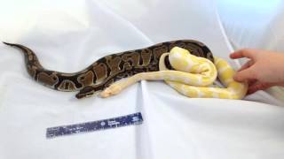 Ball Python Morphs Albino [upl. by Ennasirk889]