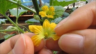 Hand Pollinating MELONS [upl. by Lenrow937]