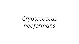 Cryptococcus neoformans  Microbiology [upl. by Asiilanna]