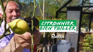 Comment tailler un citronnier [upl. by Neu]