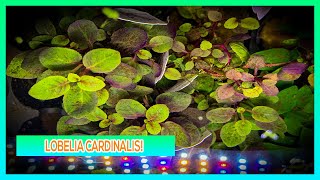 LOBELIA CARDINALIS  AQUARIUM PLANT CARE GUIDE [upl. by Fleischer]