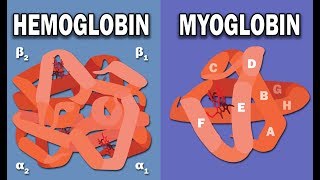 HEMOGLOBIN AND MYOGLOBIN BIOCHEMISTRY [upl. by Adnoluy]