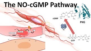 The NOcGMP pathway [upl. by Zantos]