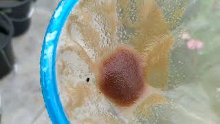 How to culture daphnia moina in a small container Part 1 English Subtitle [upl. by Nylinej315]