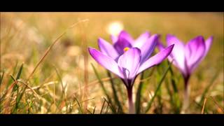 Meditation Music Violin Sahaja Yoga [upl. by Halsey]