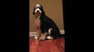 Bernedoodle growth and timelapse video [upl. by Ahsele]