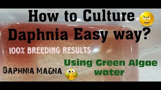 Daphnia MagnaHow to Culture Daphnia Easy wayCulturing Daphnia using Green water Daphnia [upl. by Durno]