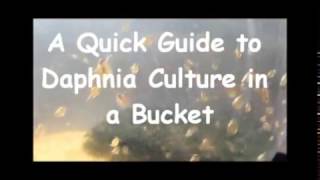 How to culture daphnia outside [upl. by Farley]