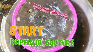 How to culture daphnia moina the easy way 1  Starting the Daphnia culture [upl. by Nagorb]