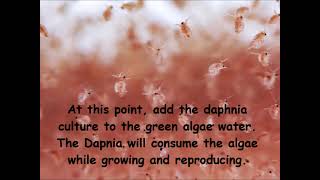 Daphnia  How to grow daphnia in your home [upl. by Yttam]