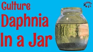 How to Culture Daphnia in a Jar [upl. by Esinwahs328]