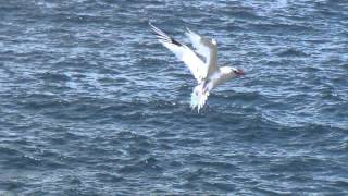 Uccelli in volo alle Isole Galapagos [upl. by Eneiluj]