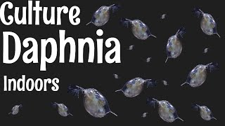 How to Culture Daphnia [upl. by Kantos]