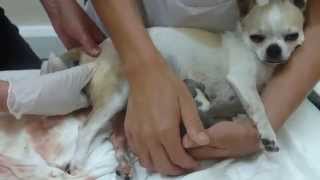 Chihuahua gives birth to a beautiful Puppy Boy [upl. by Mcmurry]