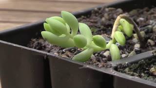 How to Propagate Donkeys Tail Burros Tail Succulents  Sedum Morganianum [upl. by Delfeena]