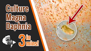 How to culture DAPHNIA MAGNA  The easy way [upl. by Oirifrop]