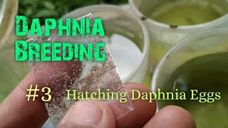 Daphnia Culture made simple and easy 3  Hatching Daphnia eggs [upl. by Waylan422]