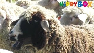 Bauernhof Tiere  Schafe  Sheep  KIDDYBOXTV [upl. by Cathyleen531]