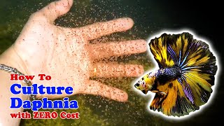 How to Culture Daphnia with ZERO Cost  Unlimited Live Food For Our Fish [upl. by Annelg496]