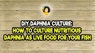 DIY Daphnia Culture How to Culture Nutritious Daphnia as Live Food for Your Fish [upl. by Noxin]