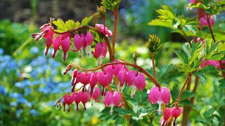 Plant Review Dicentra Gold Heart [upl. by Marjana]