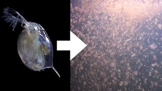 How I Culture Daphnia [upl. by Anaile763]