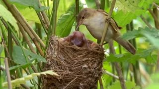 Big Brother Eviction Cuckoo Style  Natural World  BBC Earth [upl. by Ahsaei]